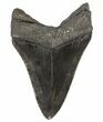Fossil Megalodon Tooth - Georgia #64549-2